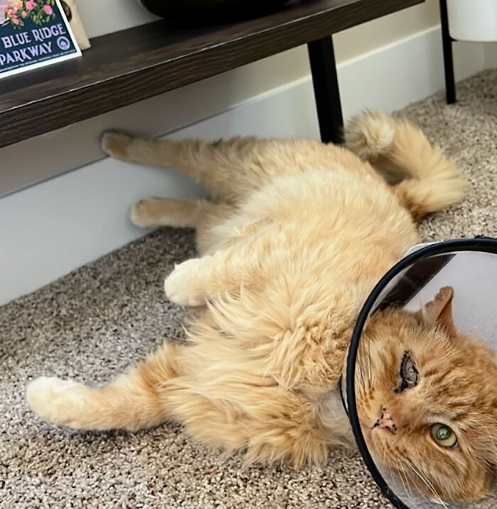 Ginger cat with a collar lying on carpet, embracing the life of a house cat.