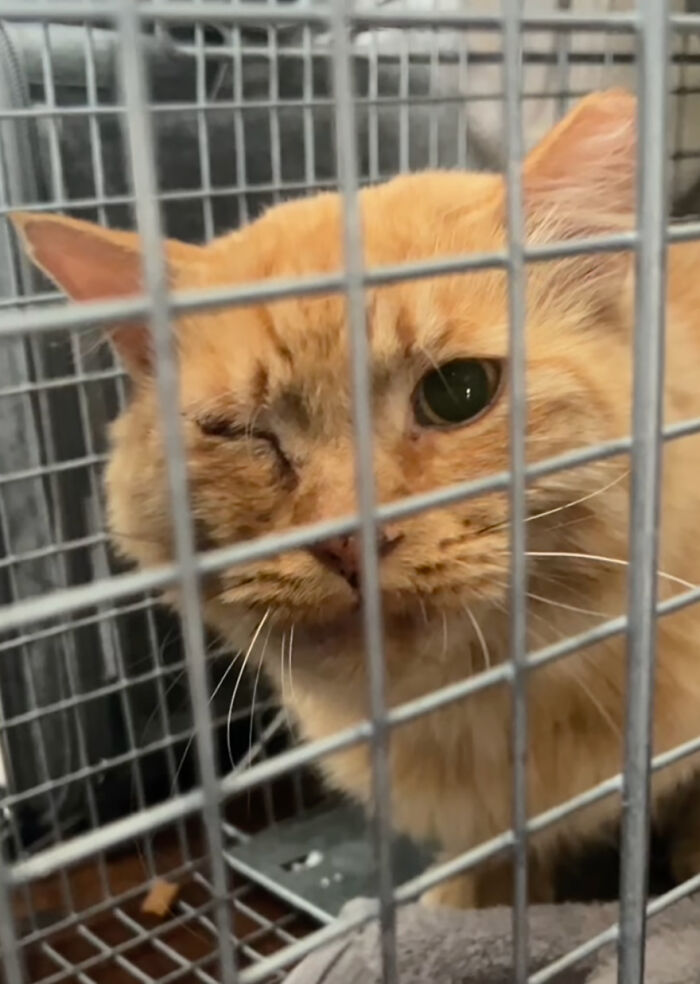 A ginger cat with one eye, looking through a wire cage, symbolizing its journey to becoming a house cat.