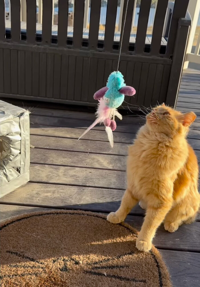 Orange cat on porch gazing up at a hanging toy, symbolizing its journey to become a house cat.