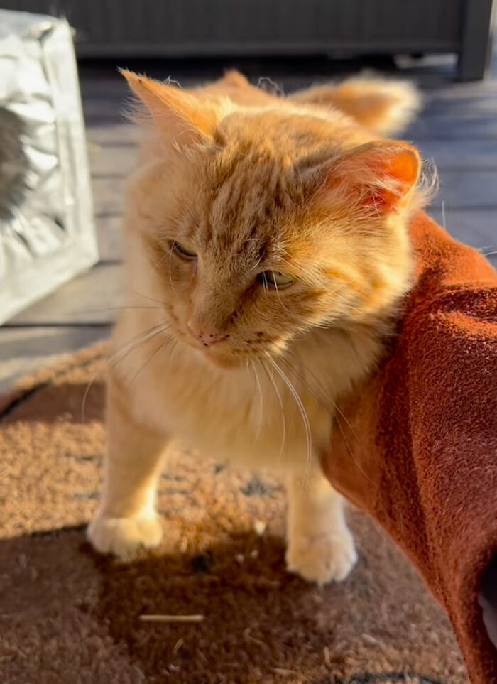 Orange cat enjoying sunlight on a doorstep, symbolizing its transition to a house cat life.
