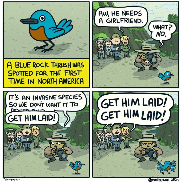 Comic by Matt Czap featuring a birdwatcher observing a blue rock thrush with humorous dialogue about preventing its spread.