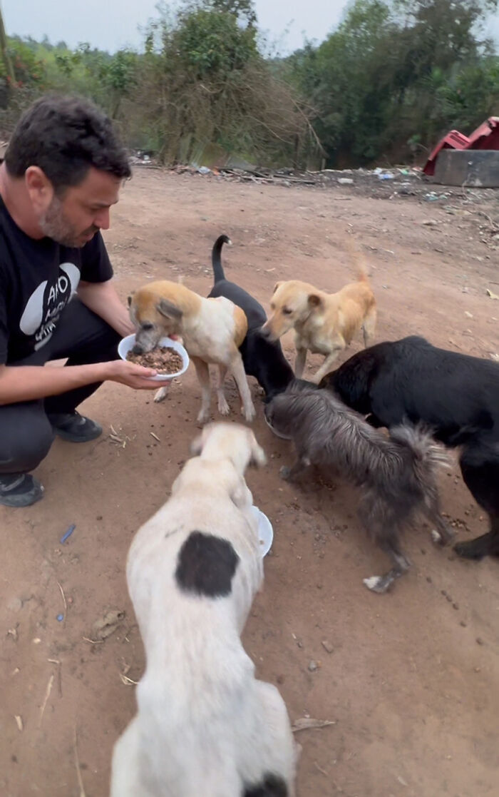 Man feeding stray dogs in a dirt area, surrounded by trees and debris. Man feeding stray dogs in a dirt area, surrounded by trees and debris.
