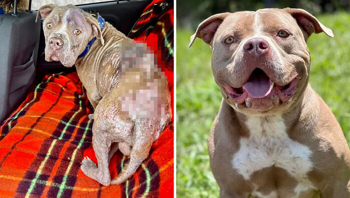 Rescued pit bulls, one injured and one healthy, exemplifying the impact of the rescue facing potential closure. Rescued pit bulls, one injured and one healthy, exemplifying the impact of the rescue facing potential closure.