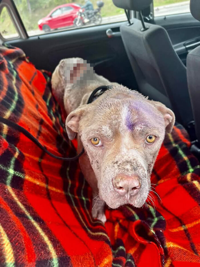Rescued pit bull lying on red tartan blanket in a car, looking towards the camera. Rescued pit bull lying on red tartan blanket in a car, looking towards the camera.