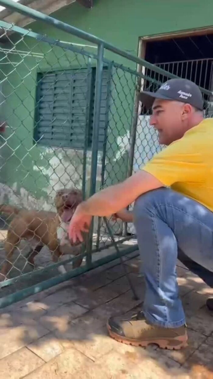 A man in a yellow shirt crouches by a fence, interacting with a Pit Bull at a rescue shelter. A man in a yellow shirt crouches by a fence, interacting with a Pit Bull at a rescue shelter.