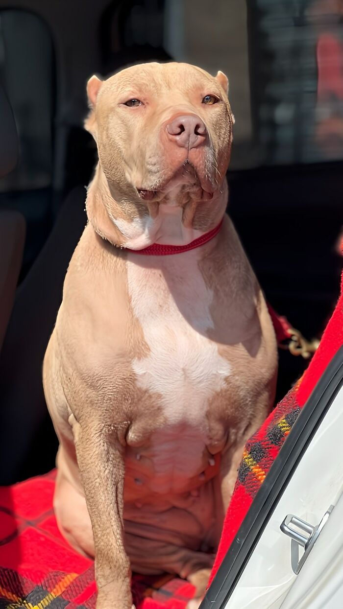 Pit Bull sitting on a red blanket inside a car, symbolizing rescue efforts against debt challenges. Pit Bull sitting on a red blanket inside a car, symbolizing rescue efforts against debt challenges.