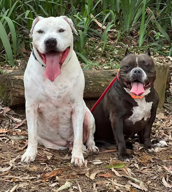 Two pit bulls sitting outdoors, a white and a black one, smiling and leashed. Two pit bulls sitting outdoors, a white and a black one, smiling and leashed.