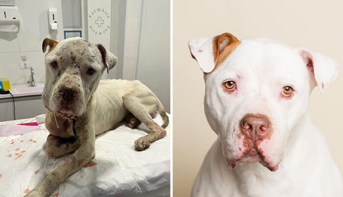 Pit bull rescue transformation showing a dog's recovery from poor health to wellness; highlighting debt challenges for rescues. Pit bull rescue transformation showing a dog's recovery from poor health to wellness; highlighting debt challenges for rescues.
