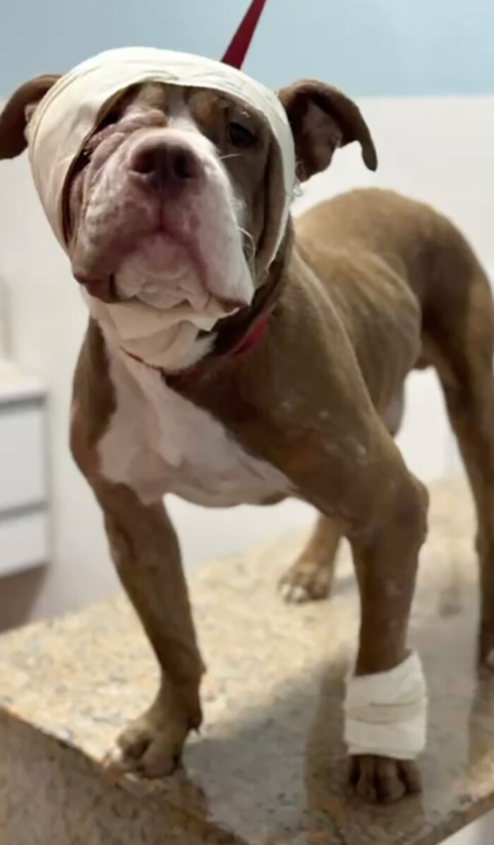 Due To Bad Reputation Of The Breed, Pit Bull Rescuers Struggle To Stay Open Due To Bad Reputation Of The Breed, Pit Bull Rescuers Struggle To Stay Open