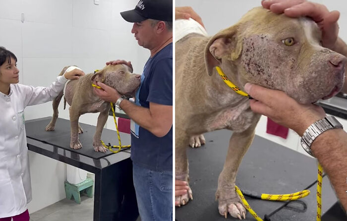 Man and vet with rescued pit bull at a clinic, highlighting rescue efforts amid debt challenges. Man and vet with rescued pit bull at a clinic, highlighting rescue efforts amid debt challenges.
