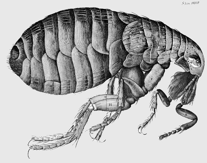 Detailed illustration of a flea from a weird government project.