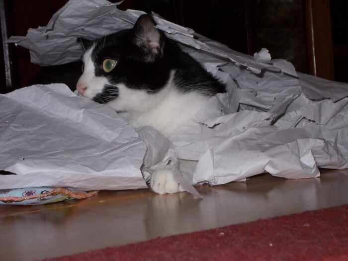 Milli Destroying Paper