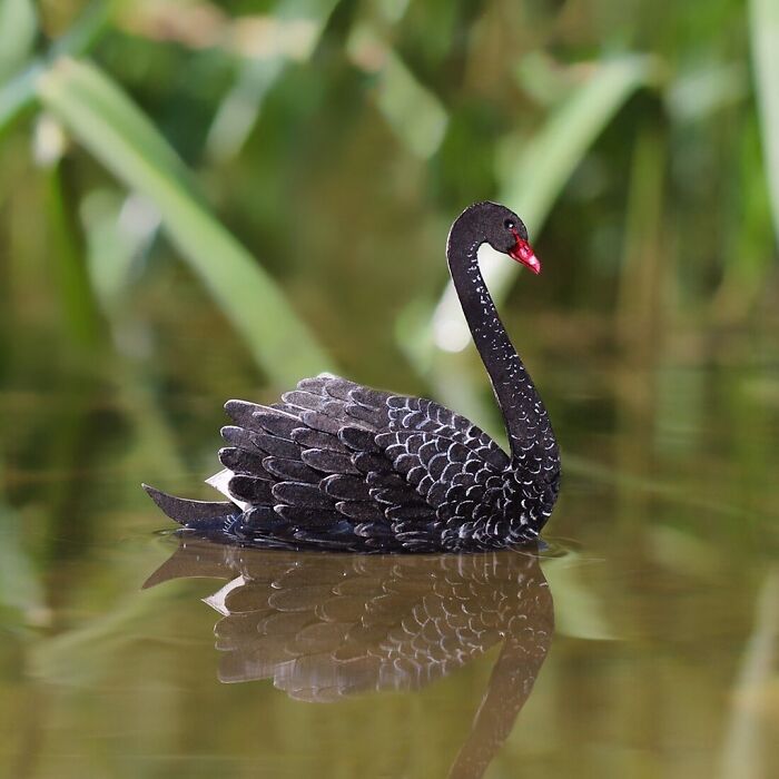 Realistic miniature black swan paper art on water, highlighting animal conservation efforts by artists.