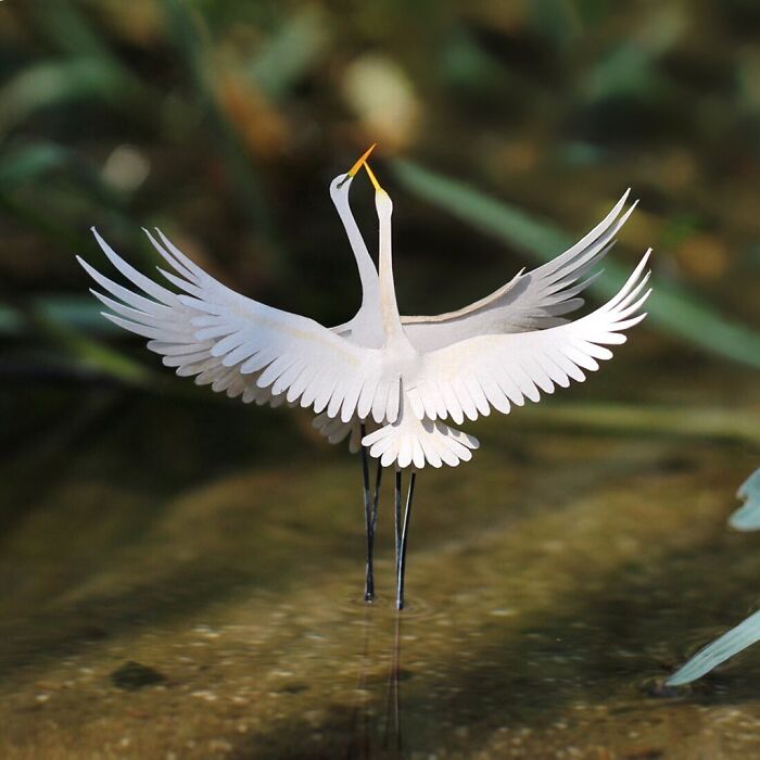 Miniature realistic paper art of two cranes with wings spread, standing on water, symbolizing animal conservation.