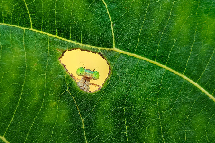 Mantis peeking through a leaf hole, showcasing vibrant green texture, in the 2024 Nature Photography Contest.