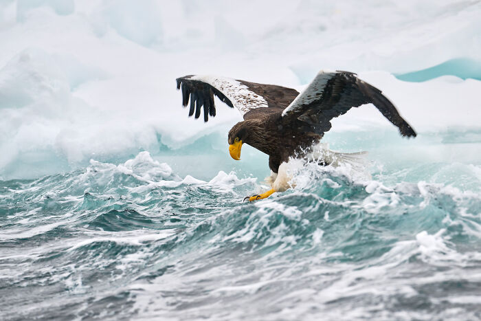 Eagle skimming icy waters, showcasing impressive nature photography from the 2024 "inFocus" contest.