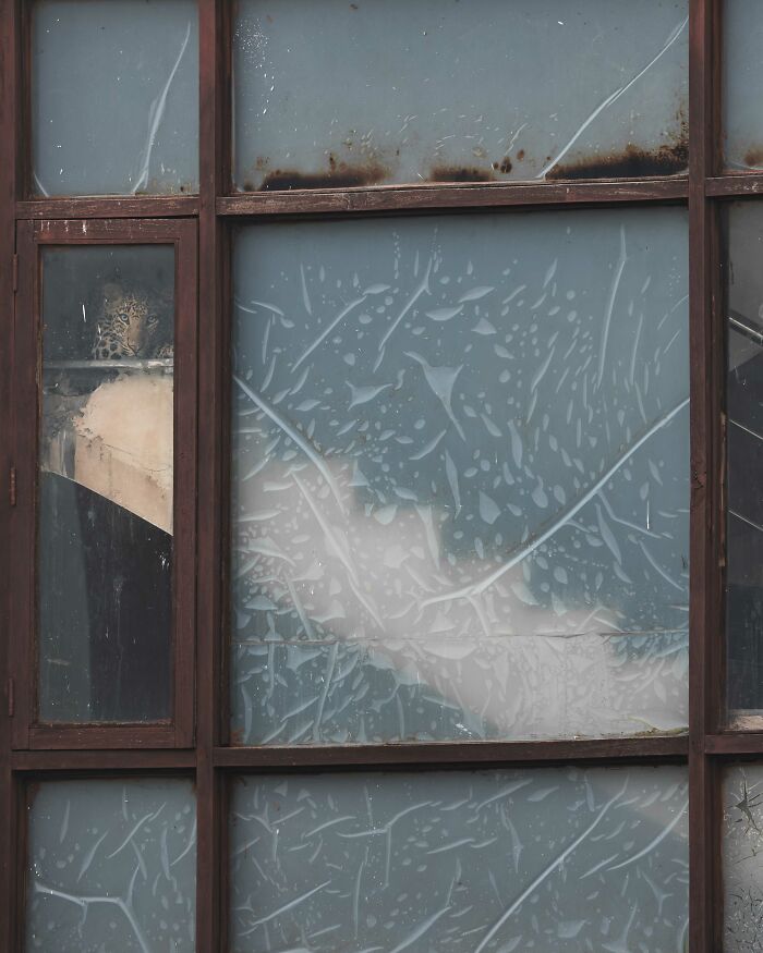 Leopard hidden behind frosted glass, part of the Nature inFocus Photography Contest in 2024.