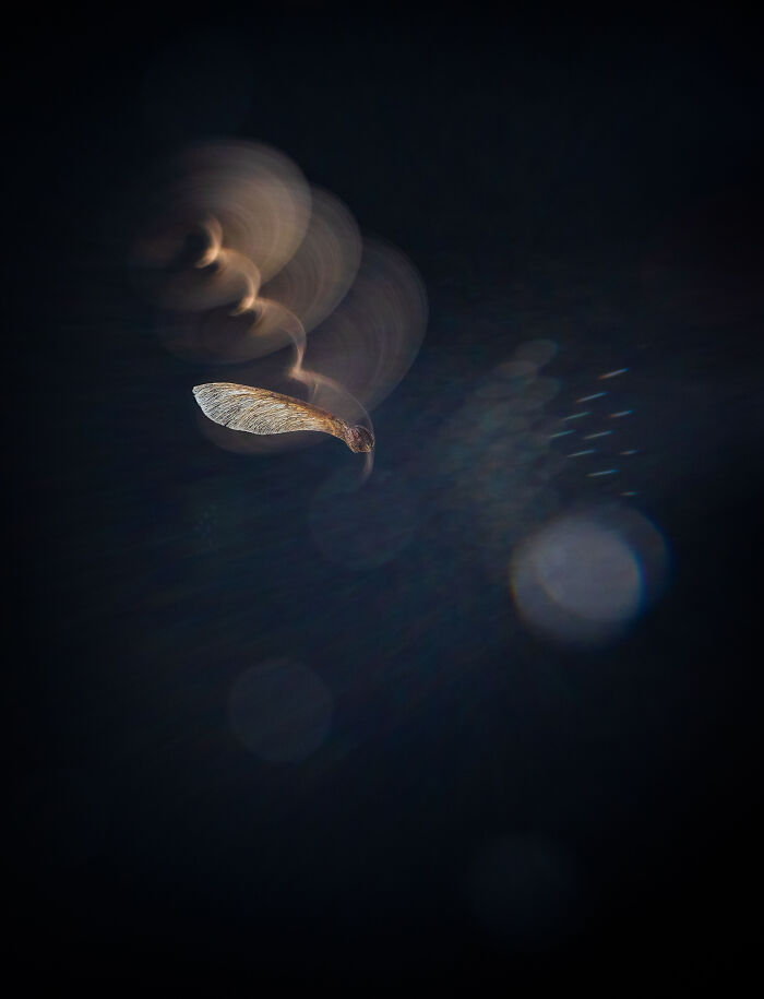 A delicate maple seed spirals gracefully in the air, captured in stunning detail from the 2024 Nature Photography Contest.
