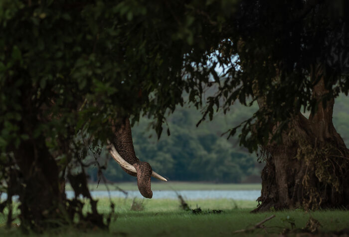 Elephant trunk emerging from dense forest, showcasing nature's beauty in the "inFocus" photography contest.