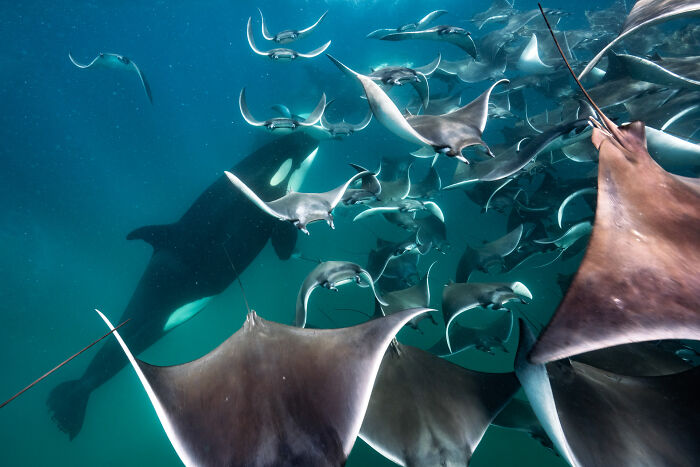 Underwater scene with a group of rays swimming near an orca, showcasing impressive nature photography.