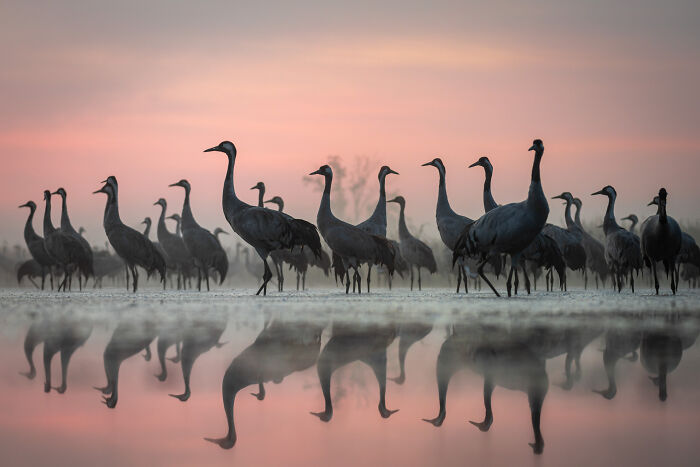 Cranes at sunrise reflected in water, showcasing impressive nature photography from the 2024 "inFocus" contest.
