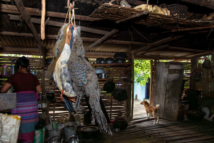 Peacocks hanging in rustic kitchen with woman and dog, from 2024 Nature inFocus photography contest.