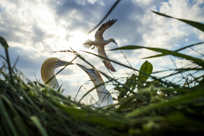 Seabirds captured in flight and perched among grass, highlighting nature photography contest brilliance.
