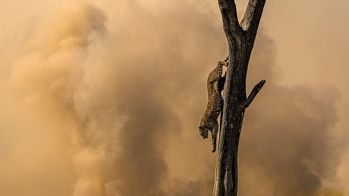 Leopard climbing a tree amidst dusty background, showcasing nature photography contest highlights.