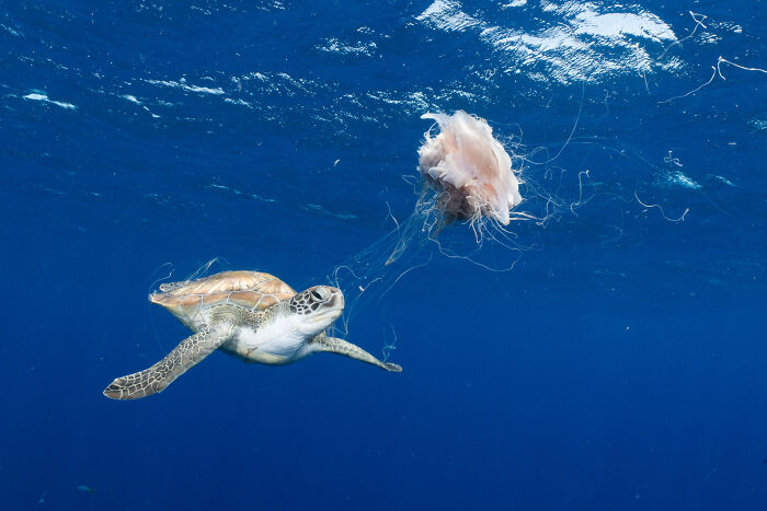 Sea turtle swimming near a jellyfish, showcasing natural beauty in the photography contest.