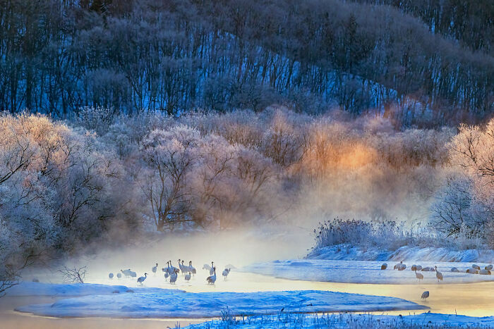 Winter landscape with swans on a misty river, captured in the 2024 Nature "inFocus" Photography Contest.
