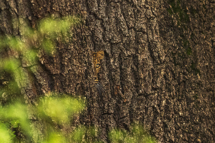 Leopard camouflaged against a tree in a stunning image from the 2024 Nature "inFocus" photography contest.