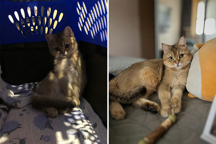 Kitten growing into a cat: left image shows a kitten in a pet carrier, right image shows the same cat lounging on a bed.
