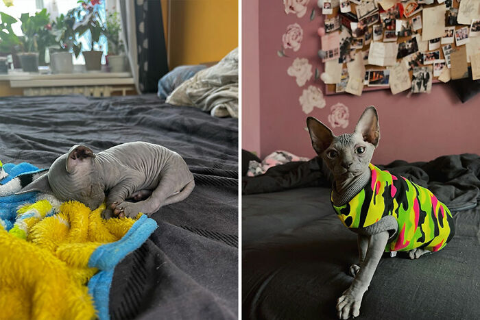 Kitten growing into a cat, showing transformation from a hairless kitten to a Sphynx cat wearing a colorful sweater.