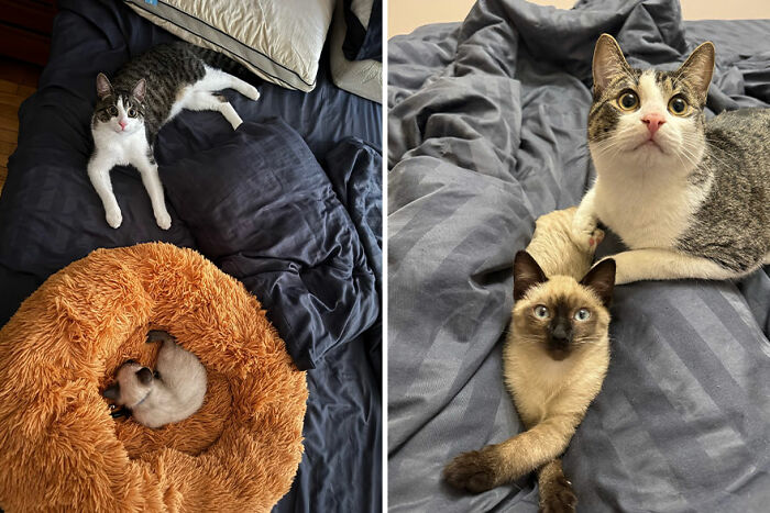 Two kittens growing into cats, resting on a bed with cozy blankets.