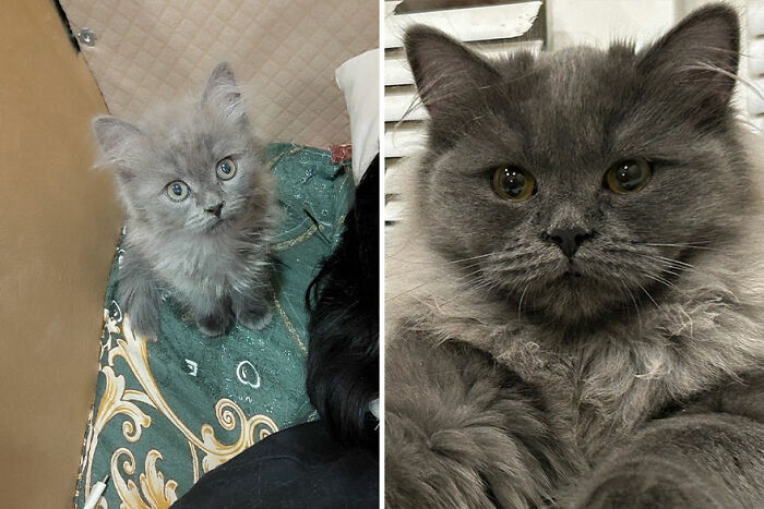 Fluffy gray kitten growing into a majestic cat, showing transformation over time.