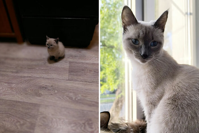 Kitten grows from tiny size on the floor to a mature cat sitting by a window.
