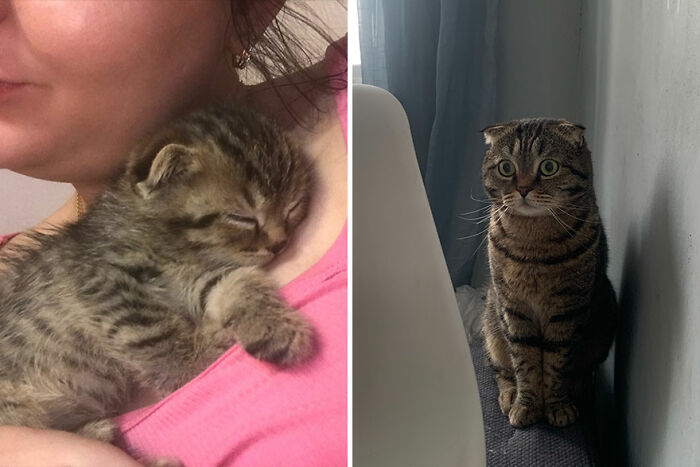Kitten sleeping on person’s shoulder and grown cat sitting alertly by a chair.