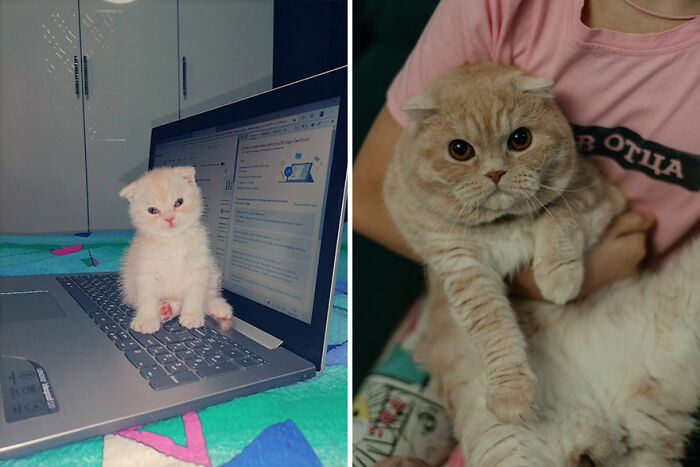 Kitten sitting on a laptop transitioning into a grown cat, held by a person in a pink shirt.