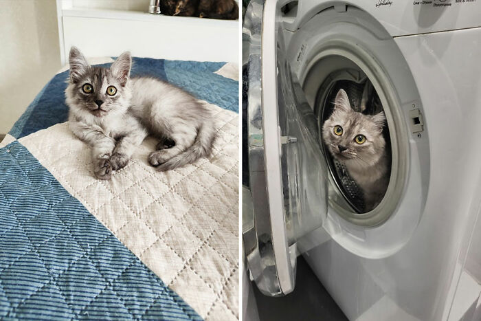 Gray kitten growing into a cat, lounging on bed, and curiously sitting in a washing machine.