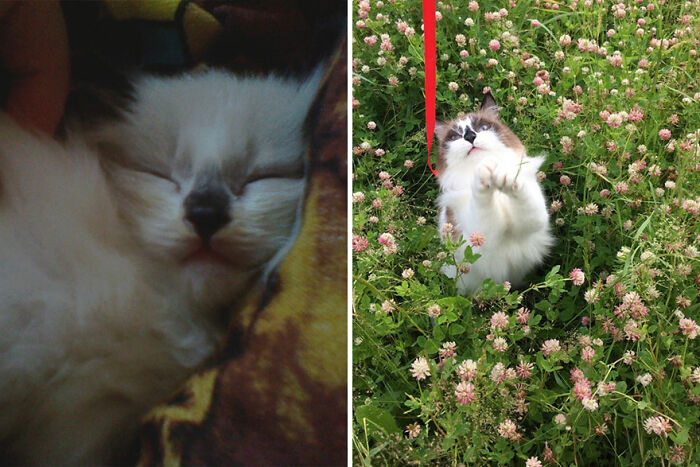 Kitten grows into a cat: a sleepy kitten on the left, and the same cat exploring flowers on the right.