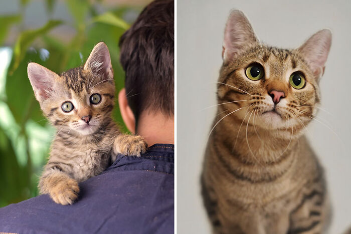 Kitten growing into a cat, shown in before and after photos, on a shoulder and facing forward.