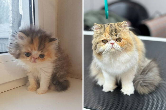 Fluffy kitten grows into a majestic cat, showcasing its transformation in two side-by-side photos.