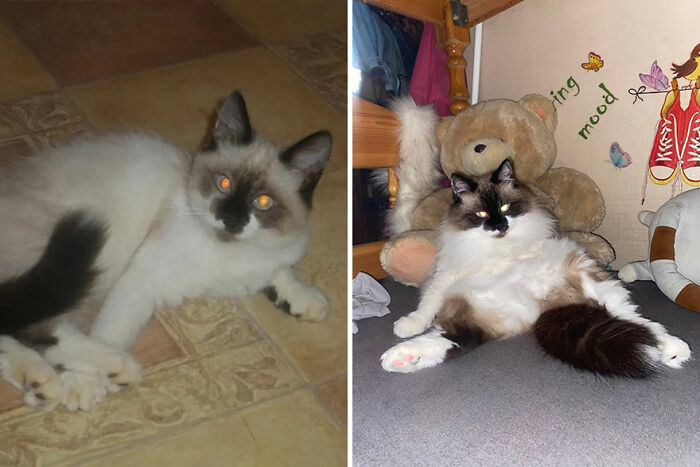 Kitten growing into a fluffy cat, shown in before and after photos.