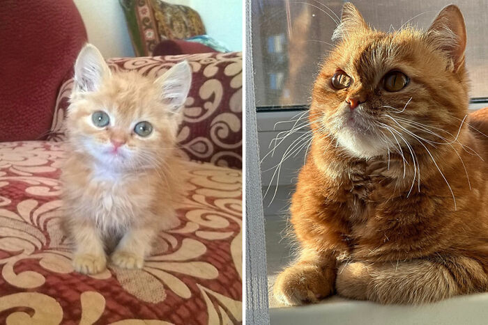 Kitten growing into cat shown in side-by-side photos; left as a kitten, right as an adult cat.