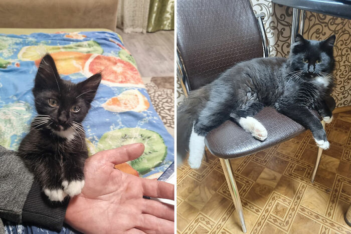 Kitten grows into a cat, shown relaxing first in a hand, then on a chair.