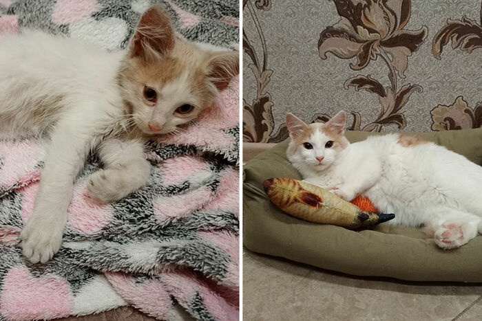 Kitten growing into a cat, shown in a before and after photo set, resting on a blanket and then on a bed with a toy.