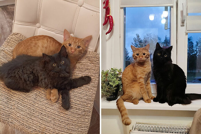 Kittens growing into cats shown lounging together on a chair and later sitting on a windowsill.