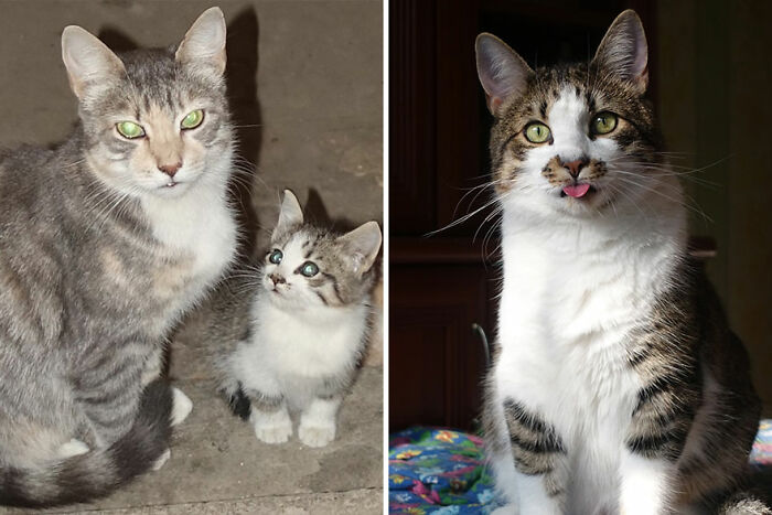 Kittens growing into cats, with one image showing a small kitten with an adult cat, and another showing the grown cat.