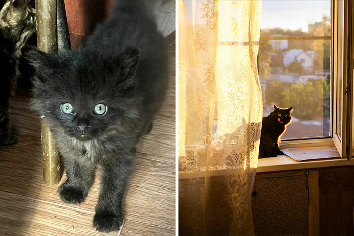 A kitten grows into a cat, shown first as a fluffy kitten and later as a mature cat sitting by a sunlit window.