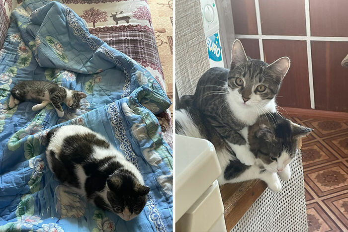 Kittens growing into cats, one napping with a larger cat, another cuddling on a windowsill.